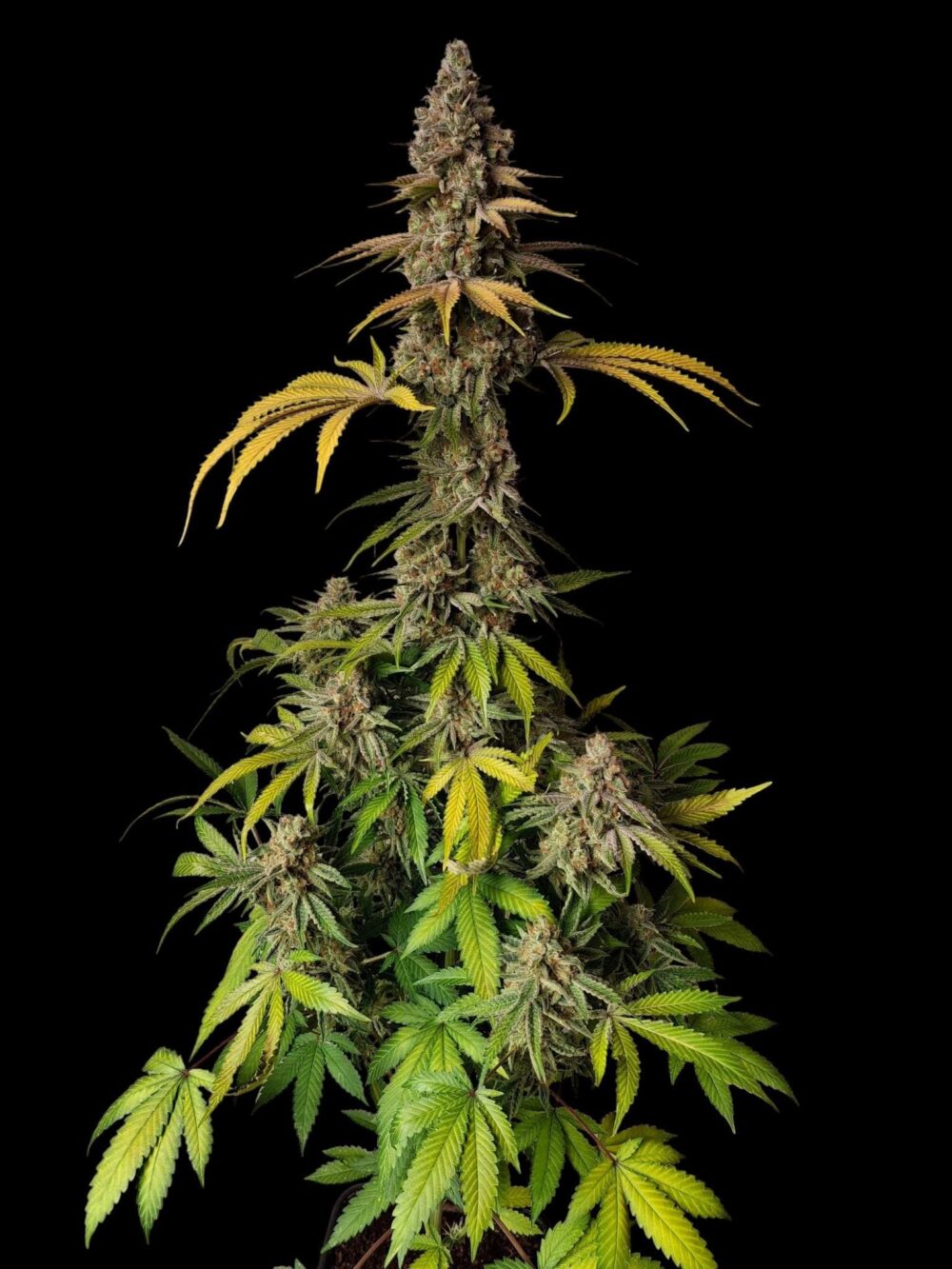 Genética de cannabis Forbidden Bananaz – Zmoothiez Genetics – foto 2