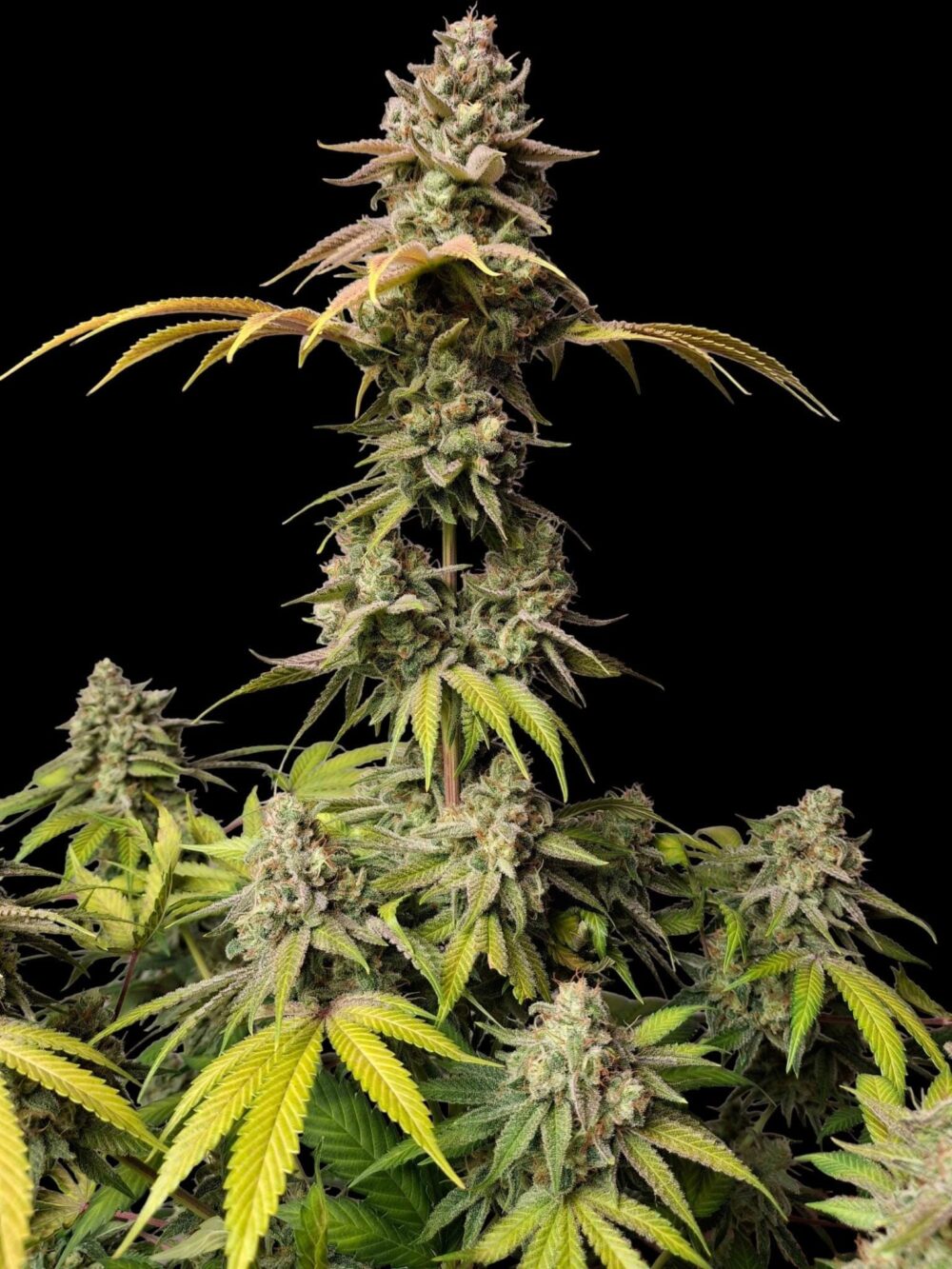 Sementes feminizadas Forbidden Bananaz – Zmoothiez Genetics
