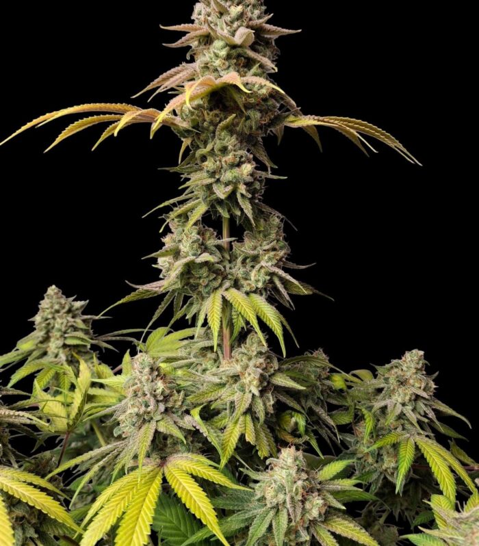 Sementes feminizadas Forbidden Bananaz – Zmoothiez Genetics