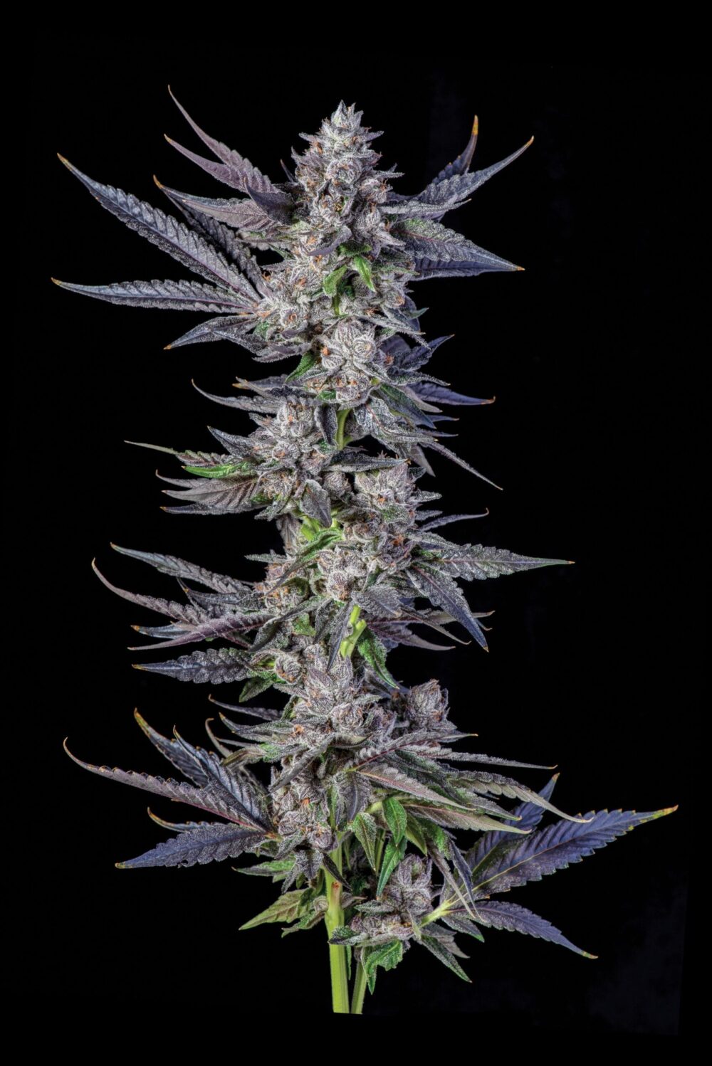 Sementes feminizadas Runtz Carlton – Compound Genetics