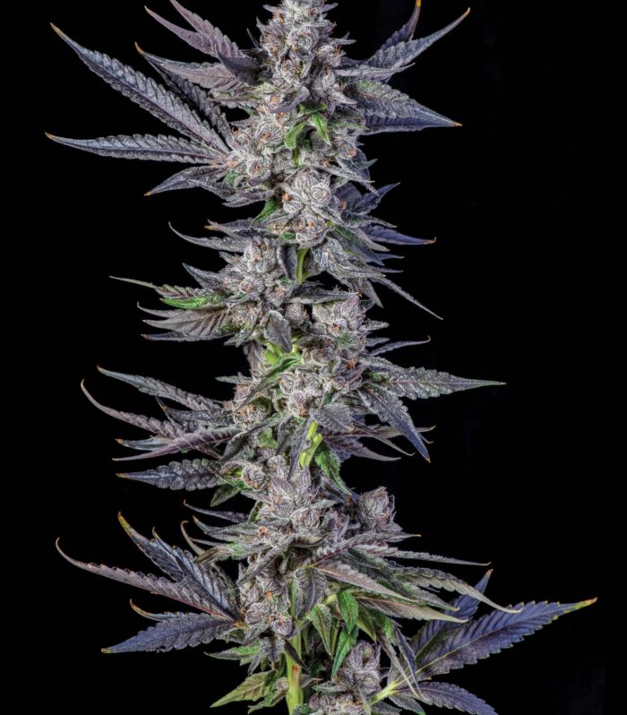 Sementes feminizadas Runtz Carlton – Compound Genetics