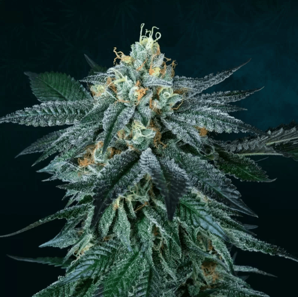 Genética de cannabis Zaizai – Perfect Tree – foto 2