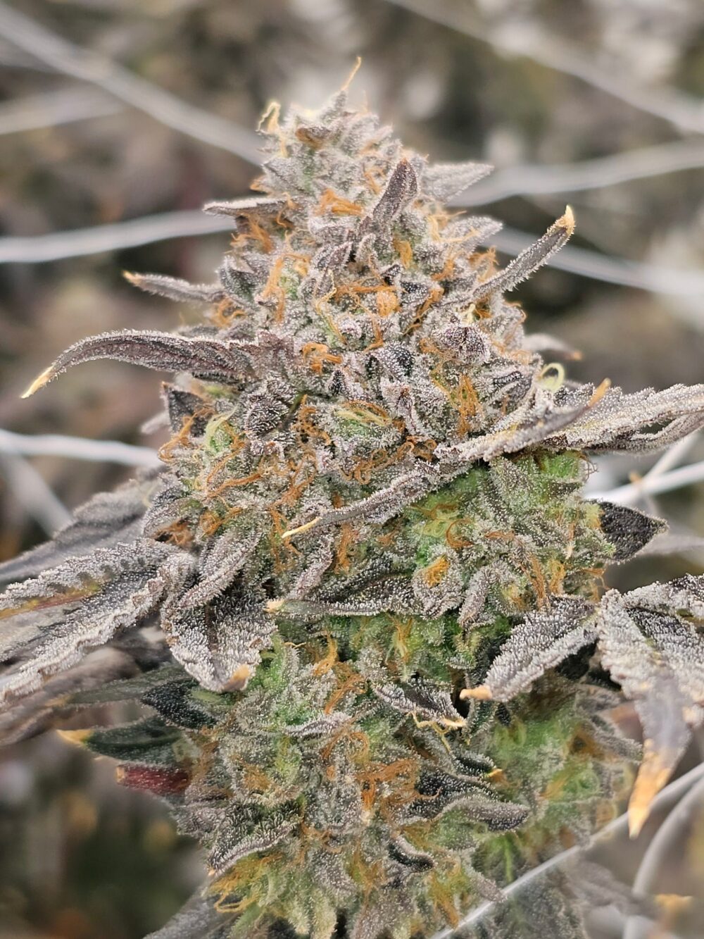 Genética de cannabis Zowahh Fresca – Karma Genetics – foto 2