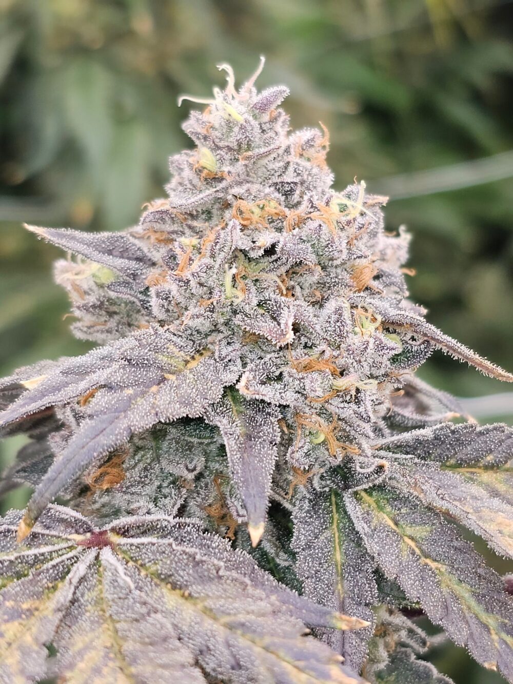 Sementes feminizadas Zowahh Fresca – Karma Genetics