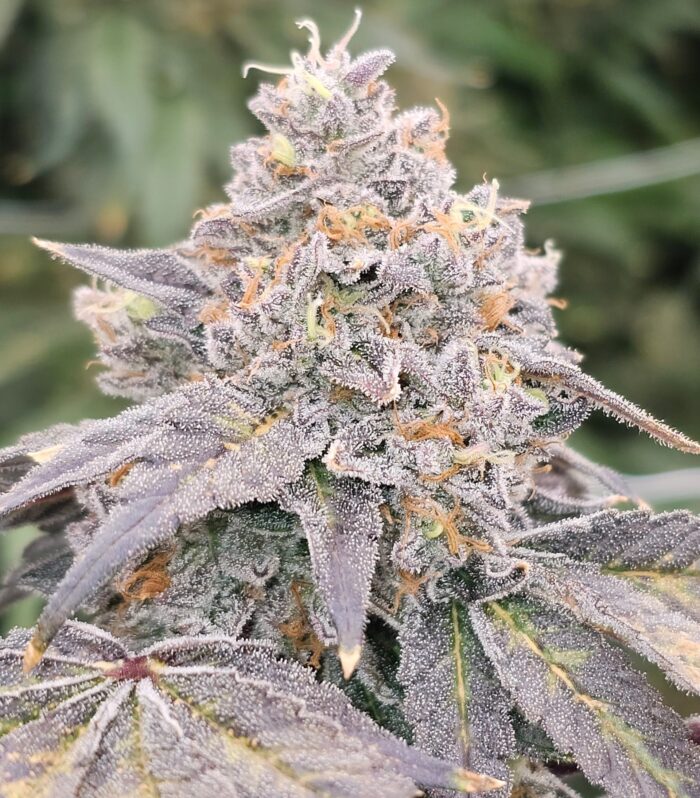 Sementes feminizadas Zowahh Fresca – Karma Genetics