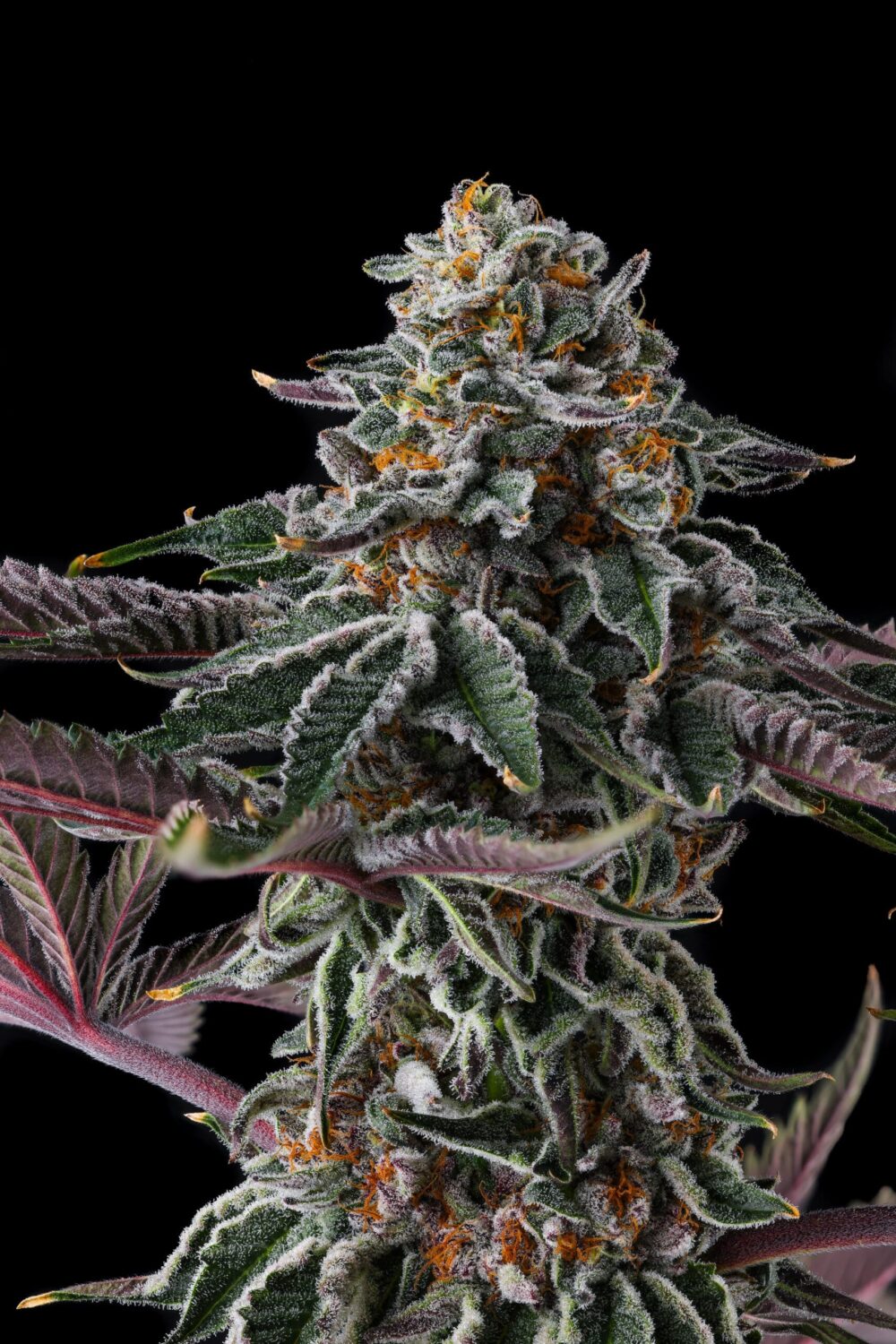 Sementes feminizadas Zupernova – Compound Genetics