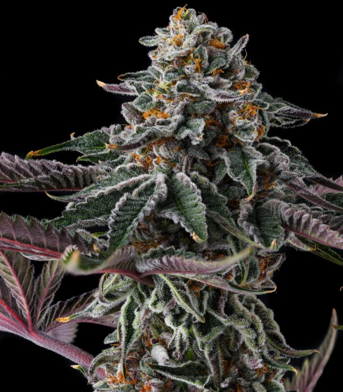 Sementes feminizadas Zupernova – Compound Genetics