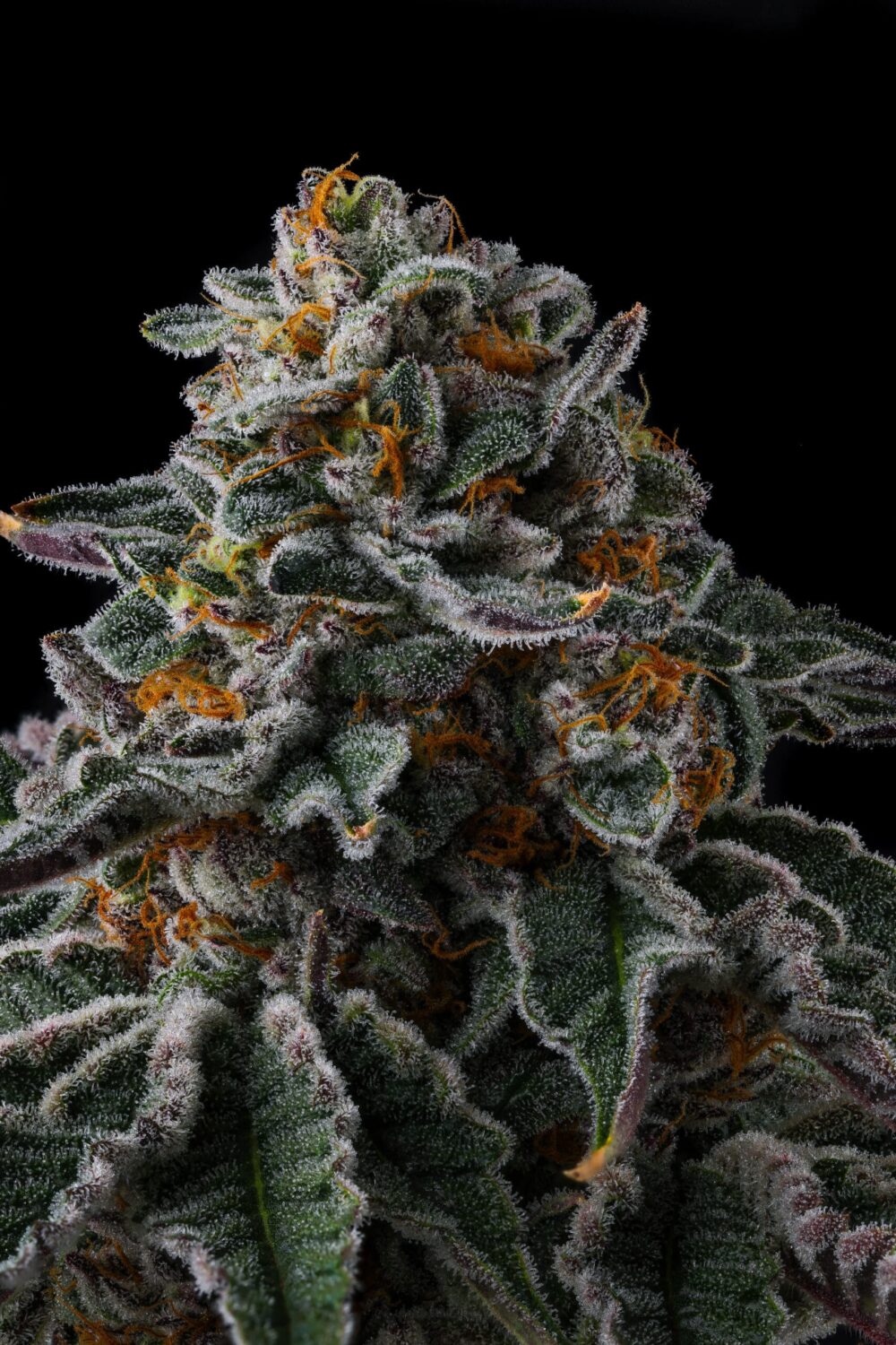 Genética de cannabis Zupernova – Compound Genetics – foto 3