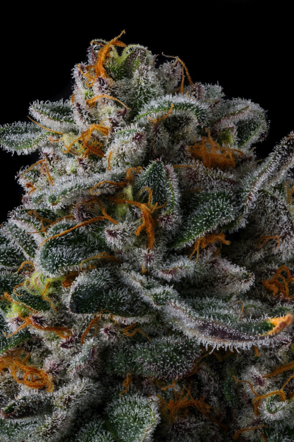 Genética de cannabis Zupernova – Compound Genetics – foto 2