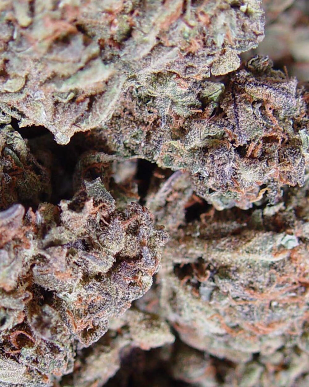 Genética de cannabis Amnesia Haze – Soma's Seeds – foto 2