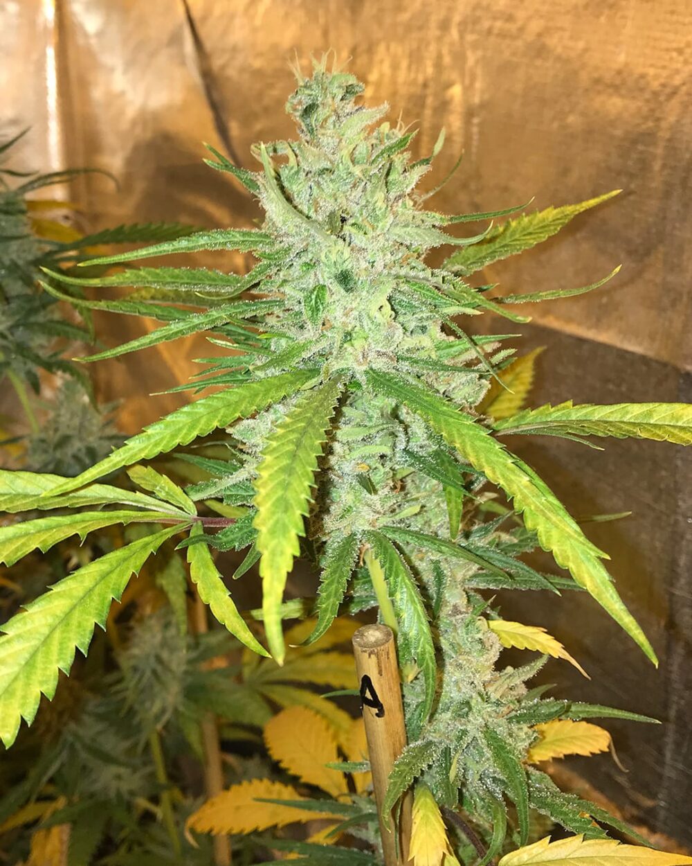 Genética de cannabis Amnesia Haze – Soma's Seeds – foto 3