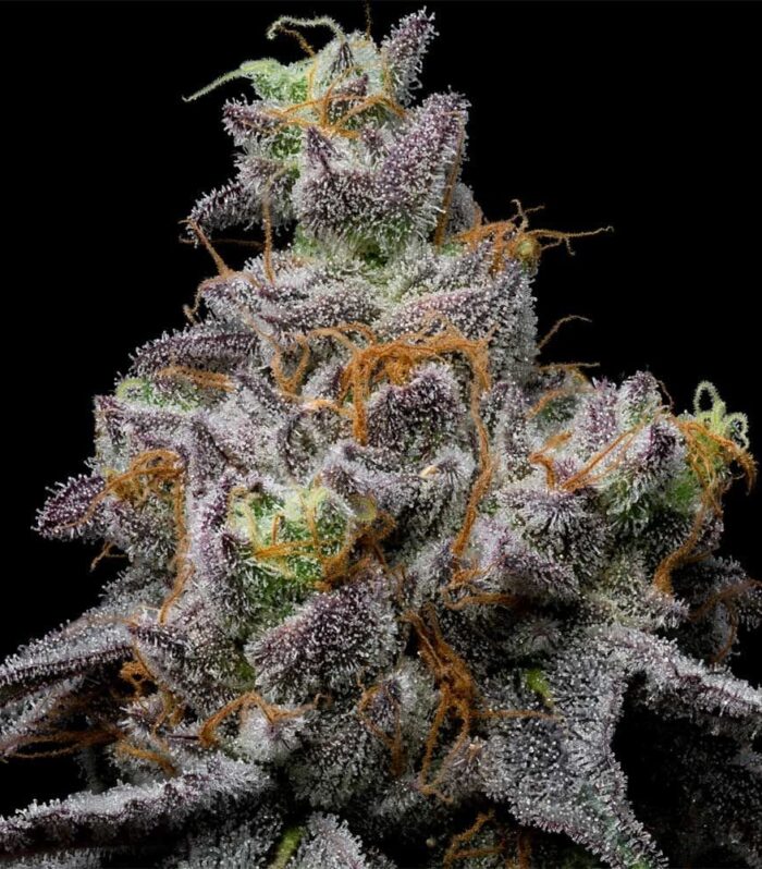 Sementes feminizadas Animal Cake x Hollywood – Cookies Seed Bank
