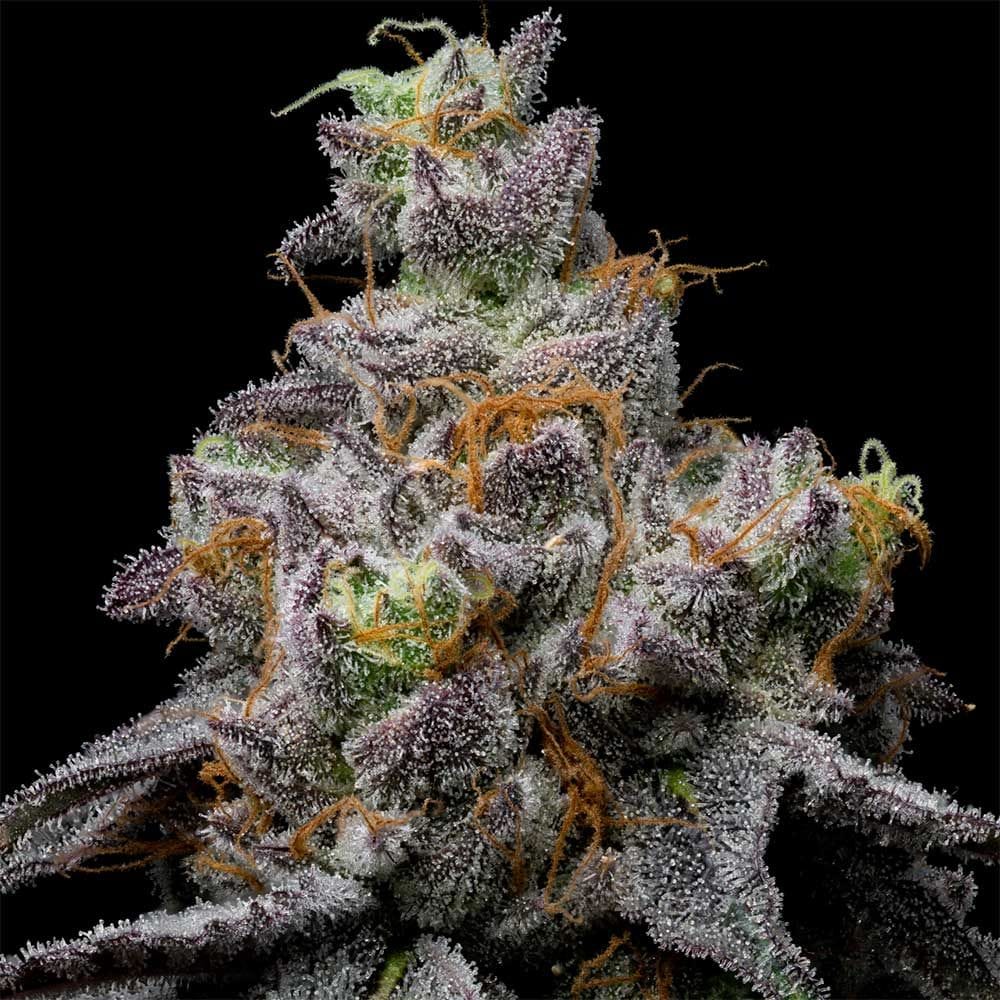 Sementes feminizadas Animal Cake x Hollywood – Cookies Seed Bank