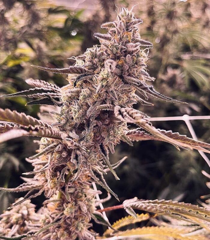Sementes feminizadas EL Valle Haze – Compound Genetics