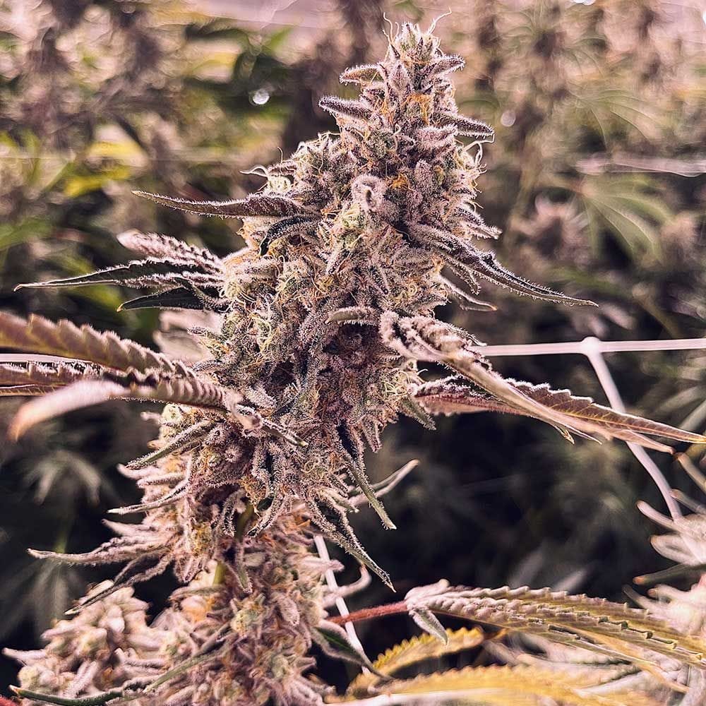 Sementes feminizadas EL Valle Haze – Compound Genetics