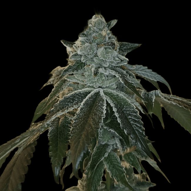 Genética de cannabis Flight 19 – Arcana Collective – foto 2