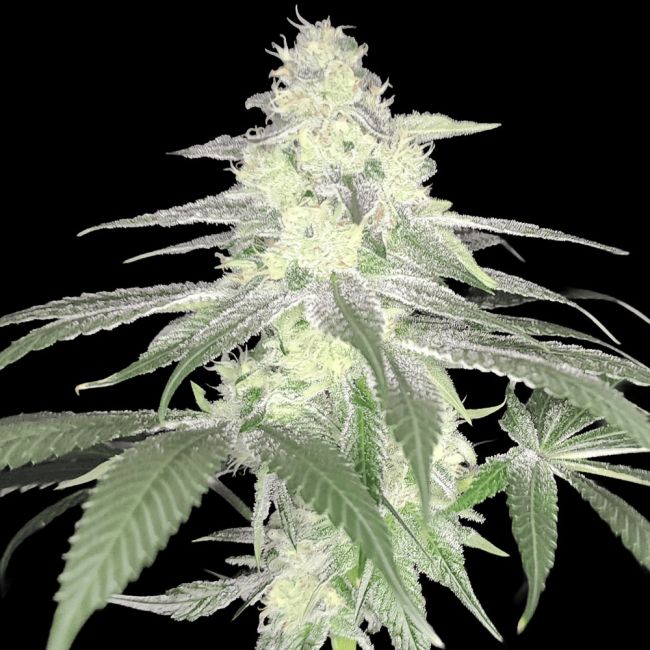 Genética de cannabis Rudy – Arcana Collective – foto 2
