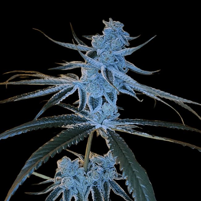 Genética de cannabis Yogananda – Arcana Collective – foto 2