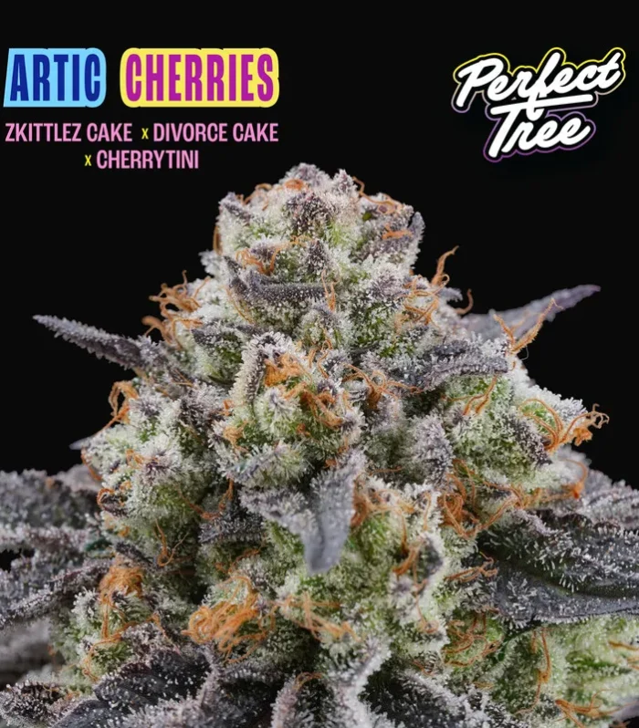 Sementes feminizadas Arctic Cherries – Perfect Tree