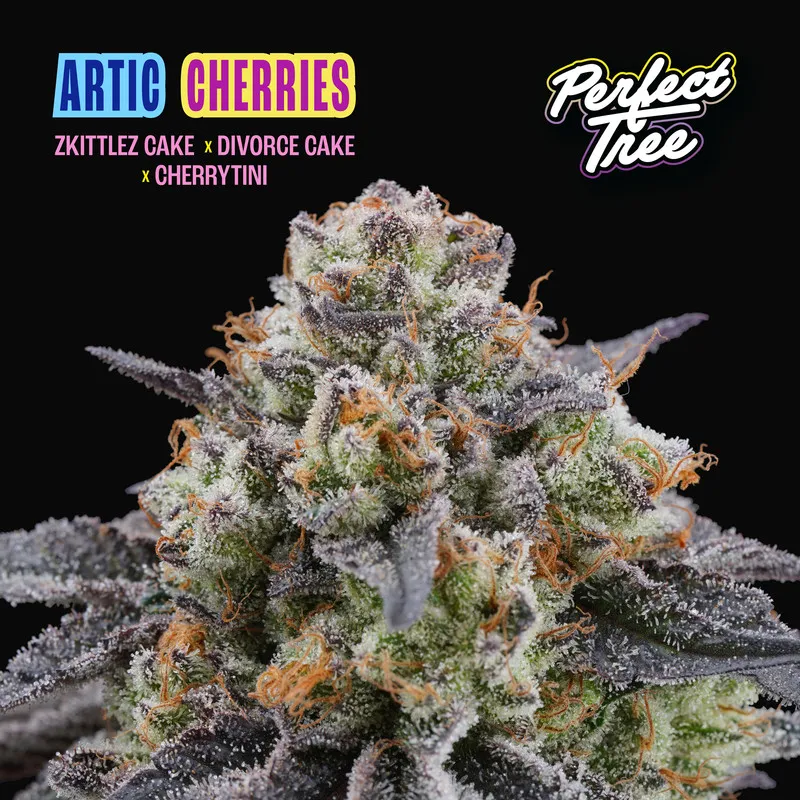 Sementes feminizadas Arctic Cherries – Perfect Tree