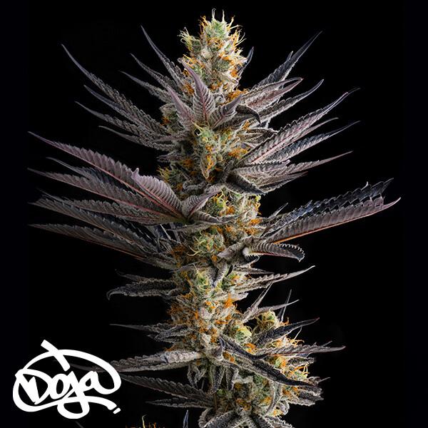 Sementes feminizadas Lime Verbena – Doja Genetics
