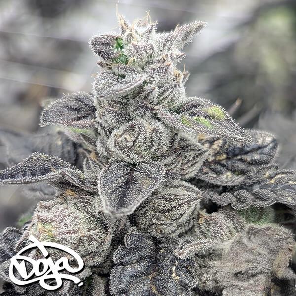 Sementes regulares Melon Melange – Doja Genetics