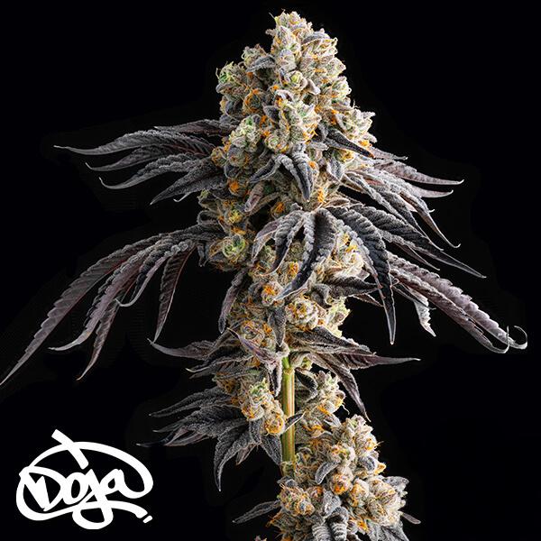 Sementes feminizadas Red Taffi – Doja Genetics