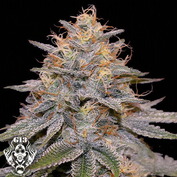 Sementes feminizadas Orange Frappe (BRINDE) – G13 Labs