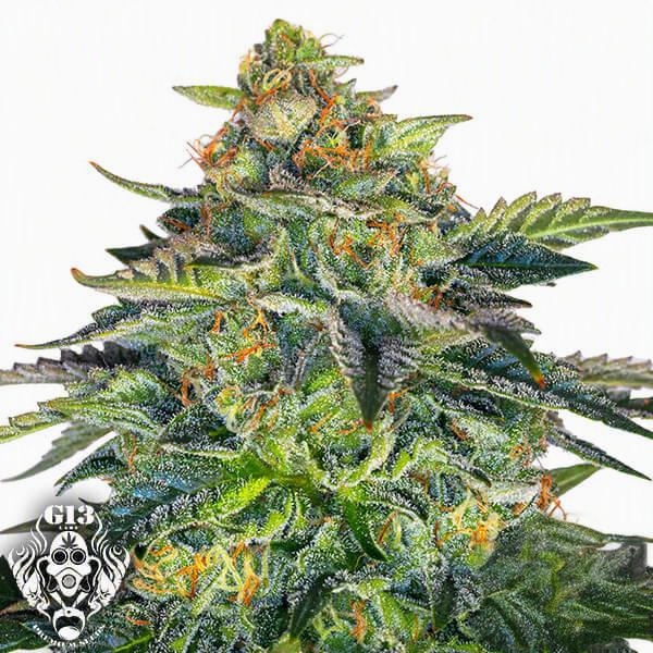 Sementes feminizadas London Cream Cake (BRINDE) – G13 Labs