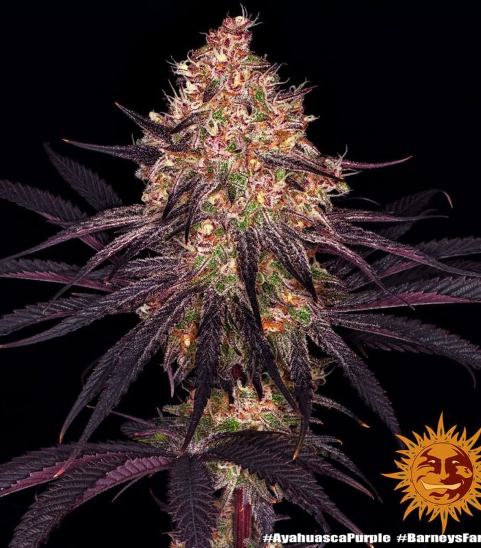 Sementes feminizadas Ayahuasca Purple – Barneys Farm