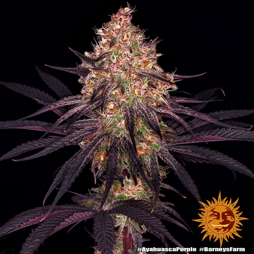 Sementes feminizadas Ayahuasca Purple – Barneys Farm