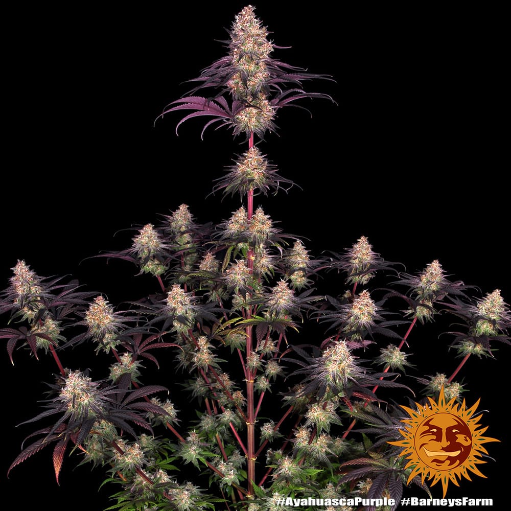 Genética de cannabis Ayahuasca Purple – Barneys Farm – foto 2