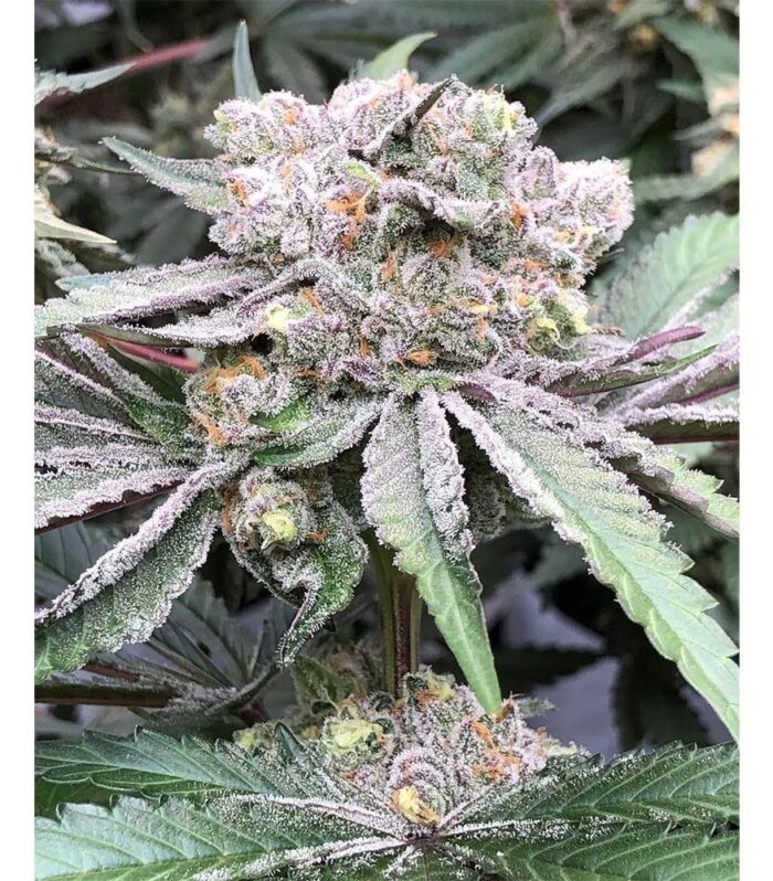Sementes feminizadas Baccarat – Symbiotic Genetics