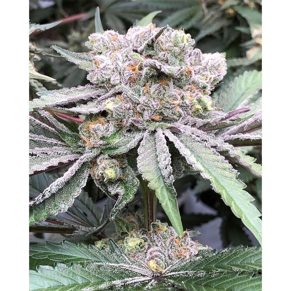 Sementes feminizadas Baccarat – Symbiotic Genetics