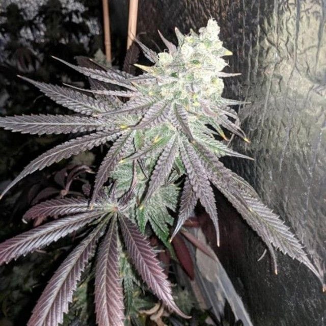 Sementes feminizadas Baklava Female Cannabis Seeds by The Plug Seedbank