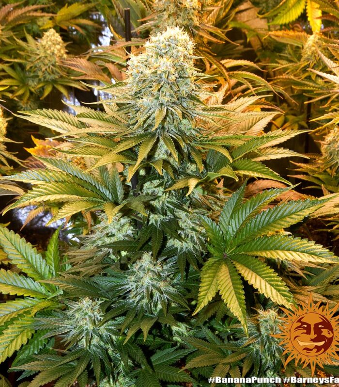 Sementes feminizadas Banana Punch by Barneys Farm