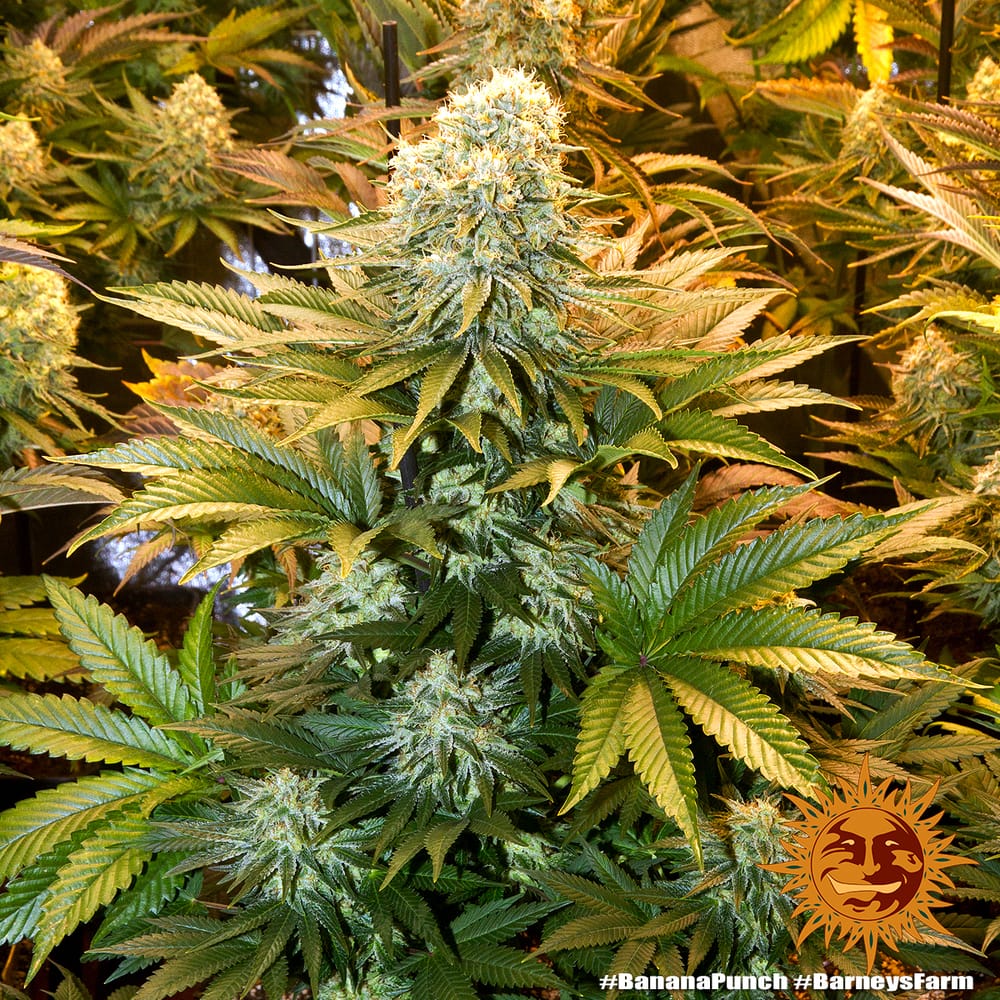 Sementes feminizadas Banana Punch by Barneys Farm
