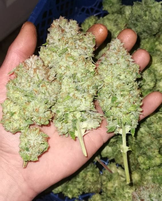Genética de cannabis Banger Glue – Little Chief Collabs – foto 3