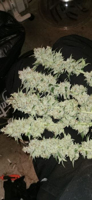 Genética de cannabis Banger Glue – Little Chief Collabs – foto 2