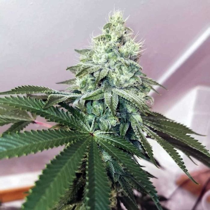 Sementes feminizadas Banger Glue – Little Chief Collabs