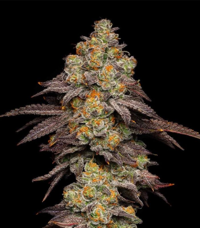 Sementes feminizadas Big Z x Hollywood – Cookies Seed Bank