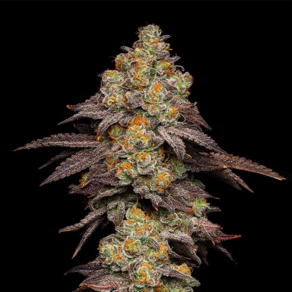 Sementes feminizadas Big Z x Hollywood – Cookies Seed Bank