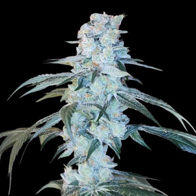 Genética de cannabis Bing Cherry Brittle – Arcana Collective – foto 2
