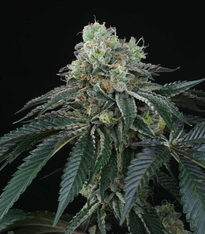 Sementes regulares Bingsu by Perfect Tree Seeds