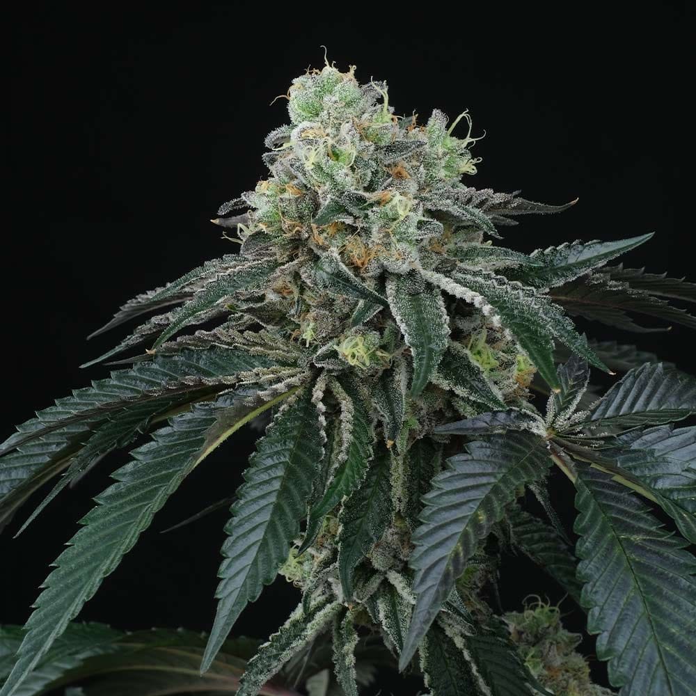 Sementes regulares Bingsu by Perfect Tree Seeds