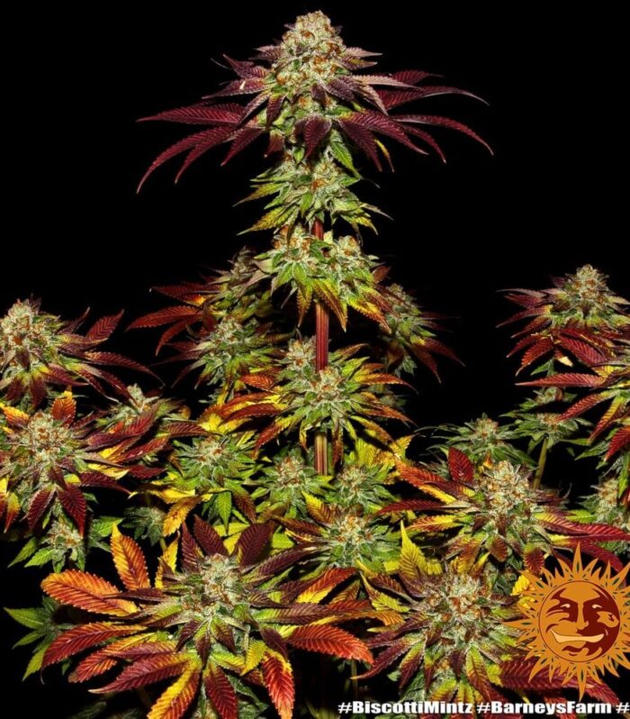 Sementes feminizadas Biscotti Mintz by Barneys Farm