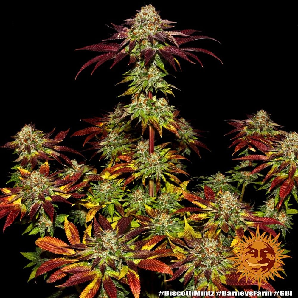Sementes feminizadas Biscotti Mintz by Barneys Farm