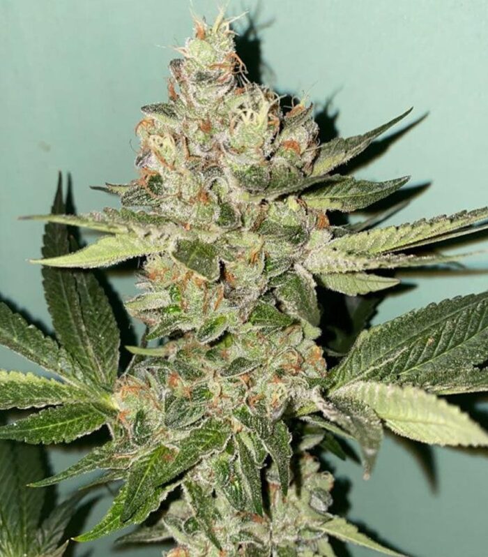 Sementes feminizadas Biscotti 2.0 Female by The Plug Seedbank