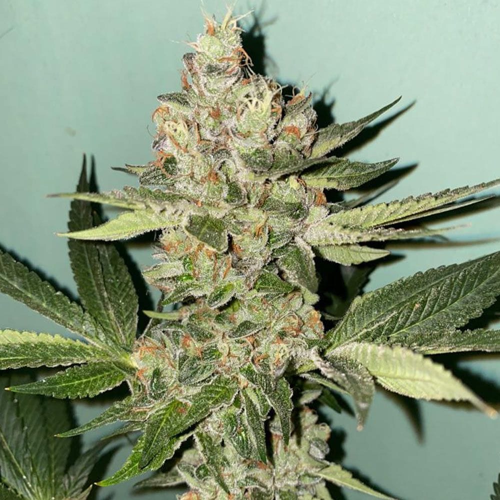 Sementes feminizadas Biscotti 2.0 Female by The Plug Seedbank
