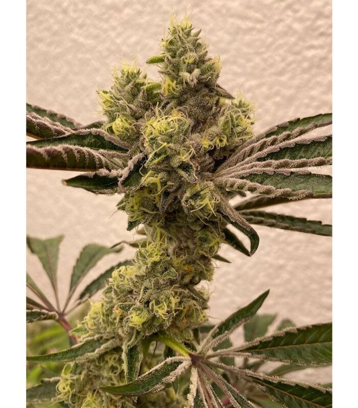 Sementes feminizadas Bitter Orange – Symbiotic Genetics